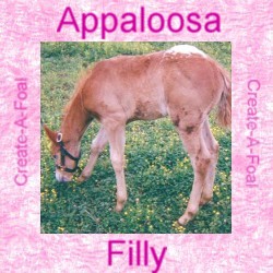 appaloosafilly.jpg