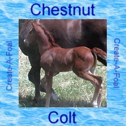 chestnutcolt