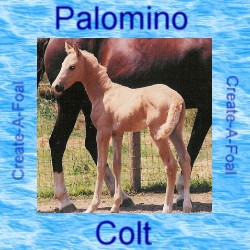 palominocolt